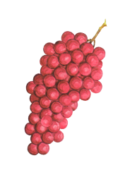 ぶどう